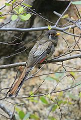 Elegant Trogon